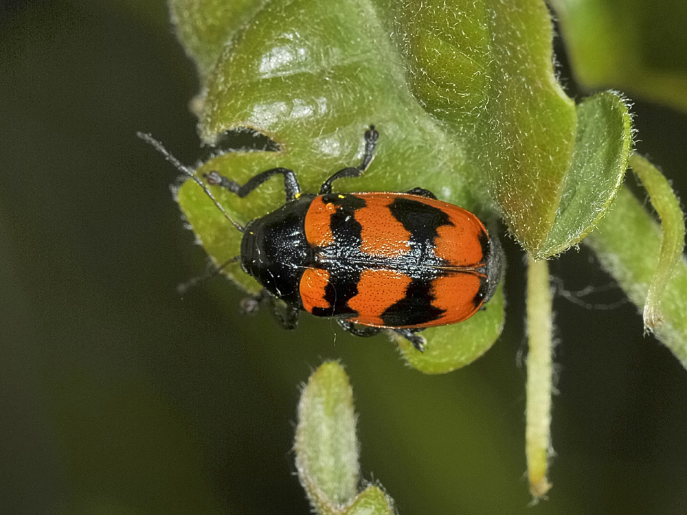 Chrysomelidae:  Cryptocephalus loreyi, femmina